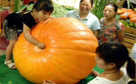 辐射加工专委会2009年主任会议在南京召开