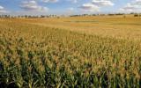 辐射育种法是玉米选育自交系的一个新的重要方法，你了解多少？