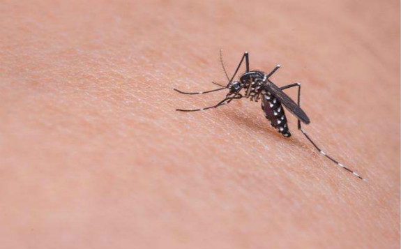 核技术可使蚊子不育 成防控寨卡病毒有力武器
