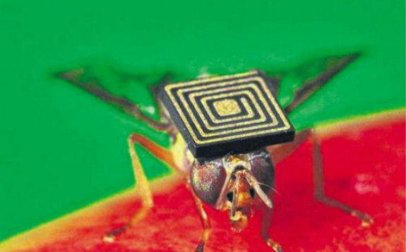 研发新技术让蚊虫不育不传病