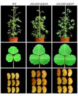 苜蓿高产的分子机制获揭示