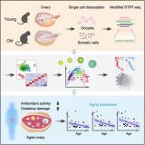 科学家发现卵巢衰老分子标记物或助力延缓女性卵巢衰老