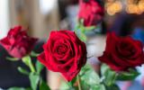 用辐照保鲜技术延长玫瑰鲜花花期的研究
