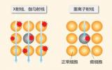 重离子能治癌？只要速度够快