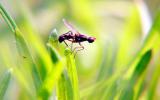 两大国际组织联合拯救经济作物 绝育术对付果蝇 