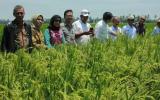 从实验室到田野： 印尼科学家利用核科学为农民开发新作物
