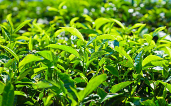 应用同位素溯源技术对茶叶原产地保护可行性研究
