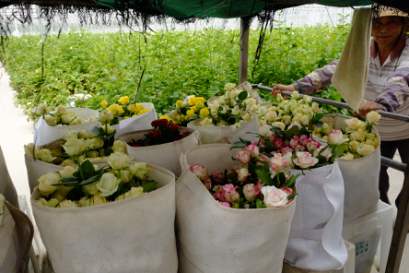 花卉的辐照保鲜技术