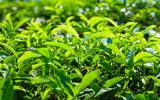 应用同位素溯源技术对茶叶原产地保护可行性研究