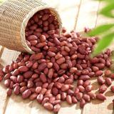  应用辐照变异选育花生的新品系