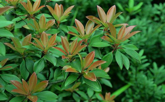 什么是辐射育种？