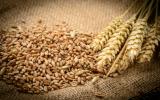 小麦诱发突变技术育种研究进展