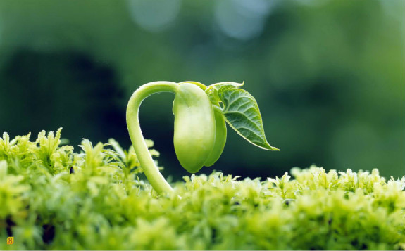 重离子束诱变育种技术