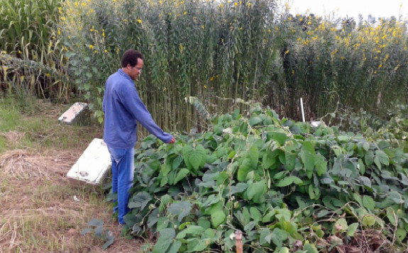 巴西的农民使用稳定的同位素技术减少温室气体排放