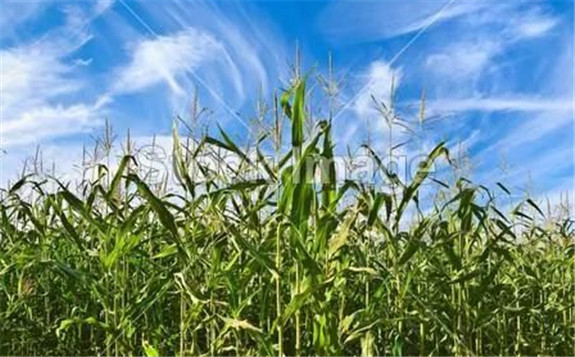 核技术助力中国农业发展