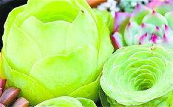 澳新批准辐照技术作为所有新鲜果蔬的植物检疫措施