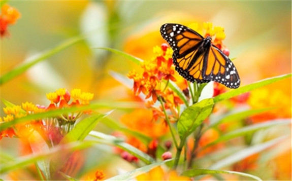 2020年世界野生动植物日：利用同位素和IAEA数据解读动物迁徙的秘密