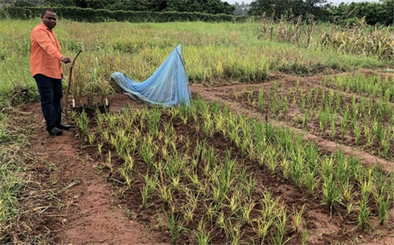 国际原子能机构和粮农组织帮助桑给巴尔种植更多水稻