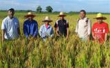 马来西亚原子能机构通过核技术培育高产水稻 造福农民