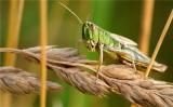 规模蝗虫再次来袭 杀虫界“明星”生物农药放大招