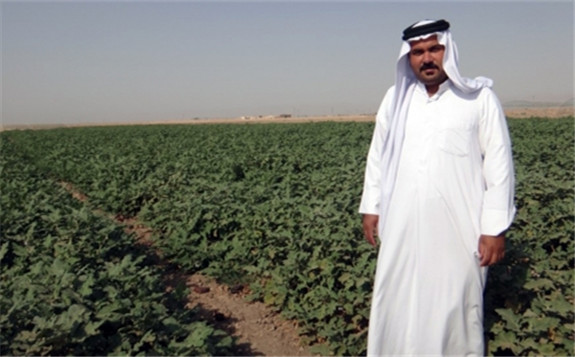 核技术帮助中东盐灾土壤的作物生产