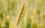豫科院同位素所小麦航天与辐射诱变育种再传捷报