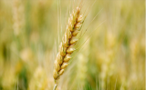 豫科院同位素所小麦航天与辐射诱变育种再传捷报