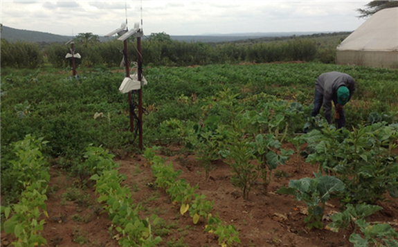 国际原子能机构帮助肯尼亚在干旱地区贫瘠土壤上耕种