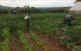国际原子能机构帮助肯尼亚在干旱地区贫瘠土壤上耕种