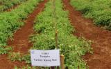 核技术帮助毛里求斯培育新型耐热番茄品种