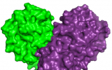 巴西科学家使用粒子加速器绘制冠状病毒结构图