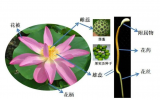 辐射诱变技术在花卉育种中的研究与应用