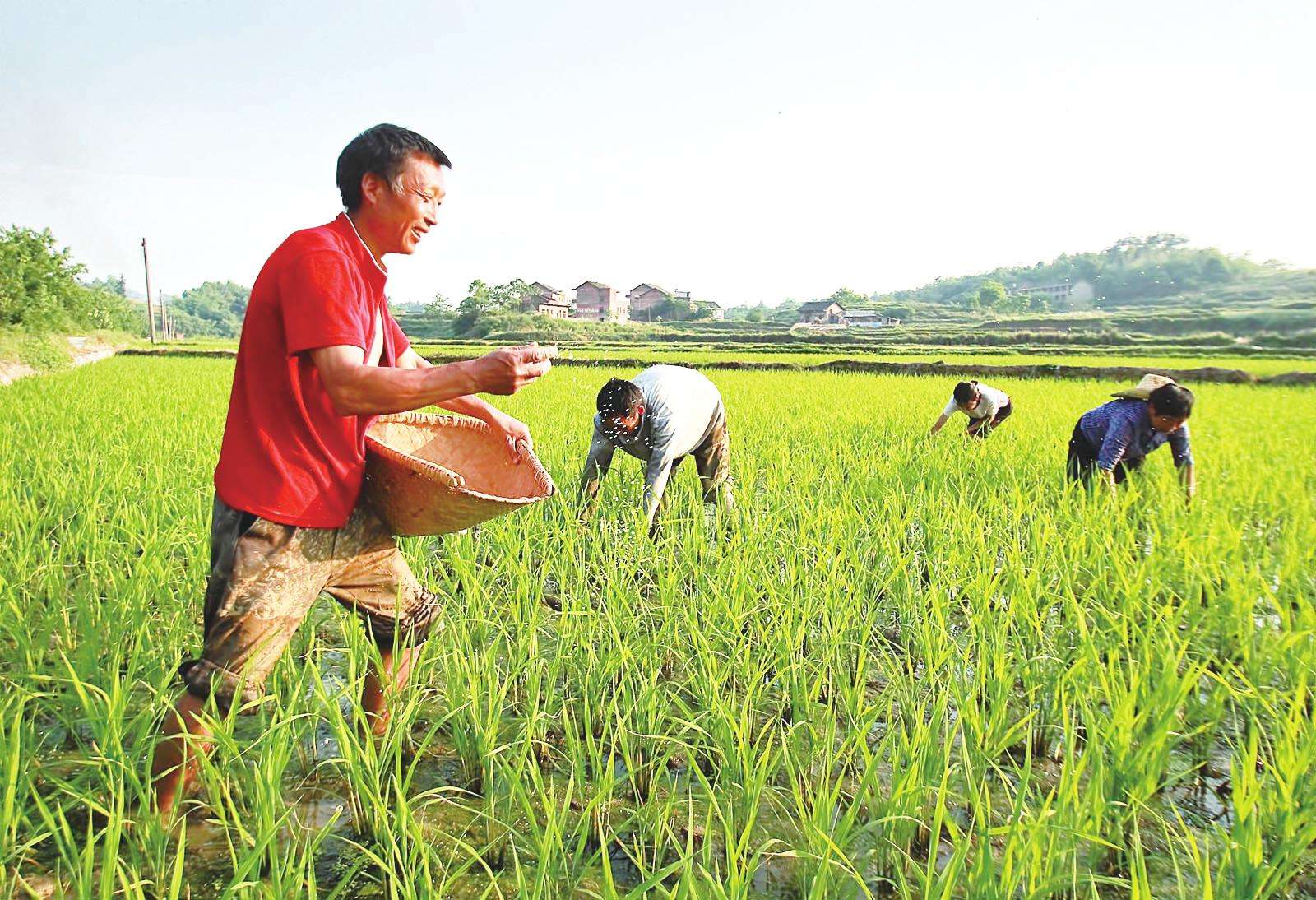 采用碳同位素示踪法给稻田土壤施肥可缓解全球变暖
