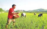 采用碳同位素示踪法给稻田土壤施肥可缓解全球变暖
