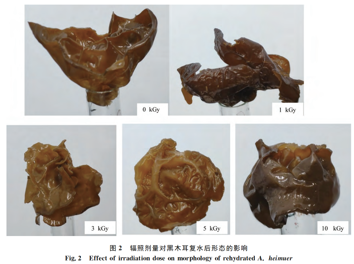 黑木耳500g 福建古田农家木耳干 非东北黑木耳 一件代发-阿里巴巴