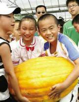 太空蔬菜为什么没有普及？