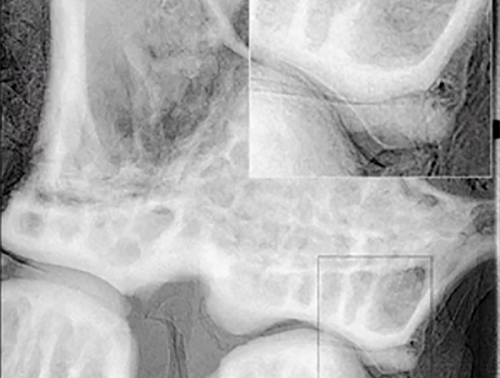 Micro-CT技术的进步