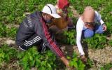 利用辐照技术开发新品种 改变印尼大豆依赖进口状况
