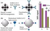 功能化磁性纳米粒子可快速灵敏地检测SARS-CoV-2