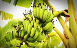 香蕉辐射到底是怎么来的？香蕉的放射性对人体有影响吗?