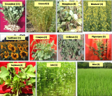 巴巴原子研究中心开发出几种与作物生产和作物保护相关的农业技术