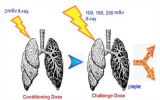 低剂量辐射能否提高COVID-19的存活率?