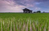 同位素示踪技术研究应用：微生物如何对稻米中有害的汞产生影响