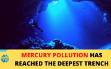 同位素测定发现人为汞污染已到达马里亚纳海沟?