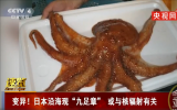 变异！日本沿海现九足章鱼或与核辐射有关