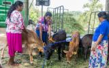 核技术帮助斯里兰卡的女性奶农们获得更多收入