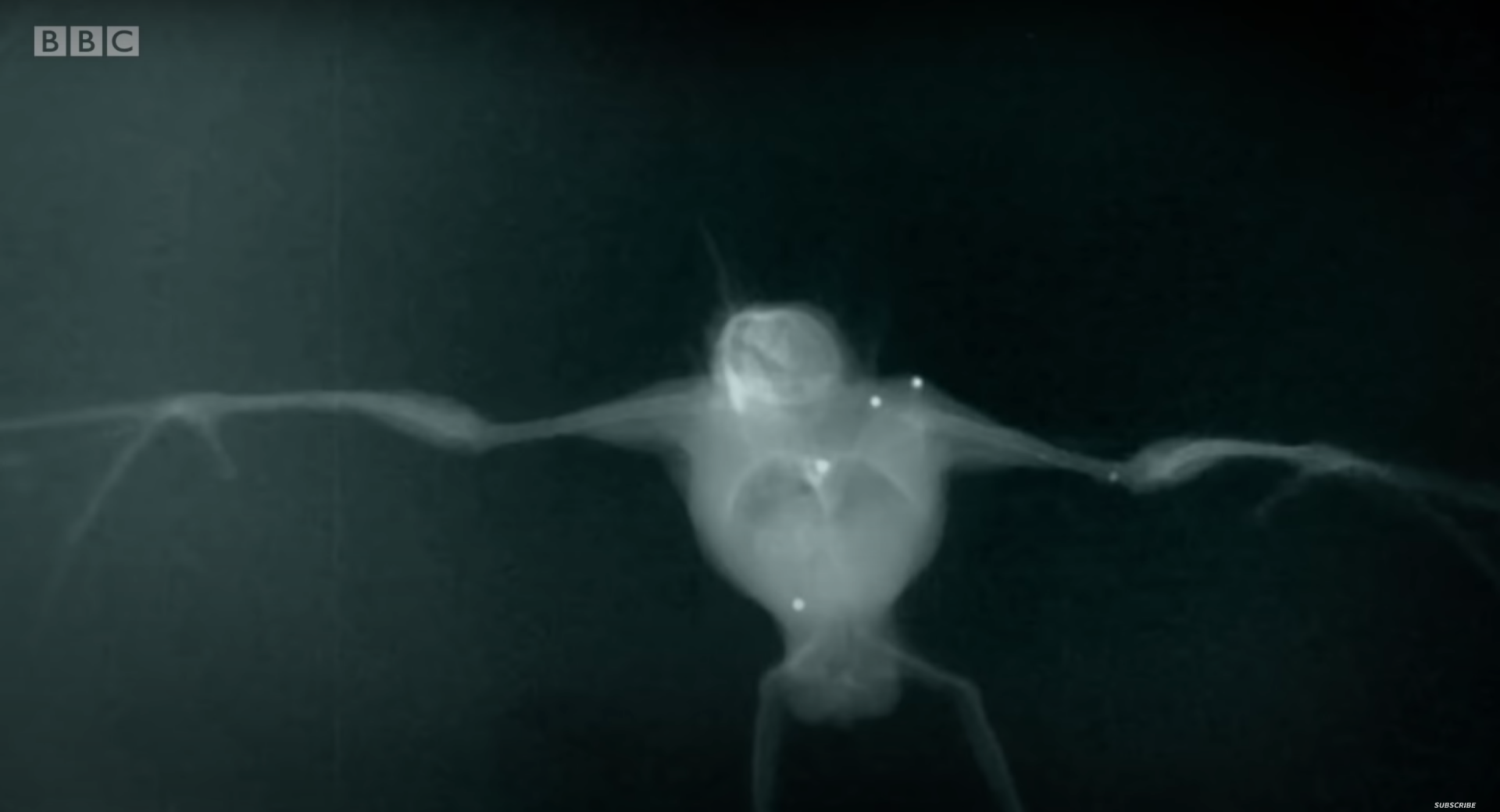 X射线视频揭示蝙蝠难以置信的飞行秘密