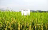 航天育种助力水稻提质升级 加速农业科技创新