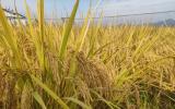 遨游太空的水稻与常规水稻有什么不一样? 营养价值更高？
