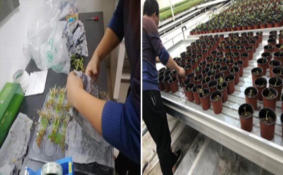 兰州与中科院合作开展花卉重离子辐照育种试验